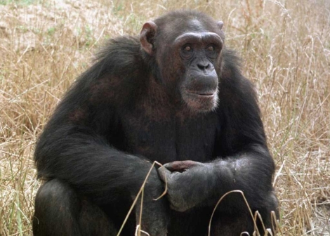 Un ejemplar adulto de chimpanc. | Efe