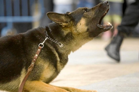 Corbata famoso Llanura Por qué ataca un perro? | Noticias generales | elmundo.es