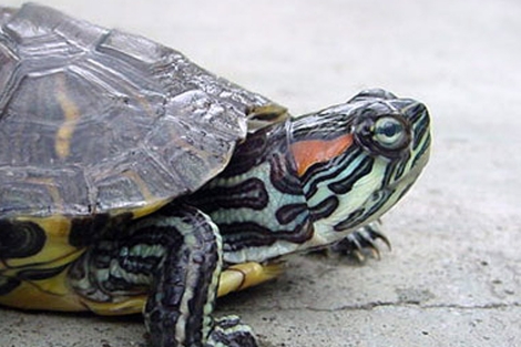Un ejemplar de tortuga de Florida como los capturados en las marjales.