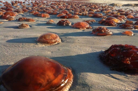 Acumulacin de medusas en una playa de Australia. | CSIC.