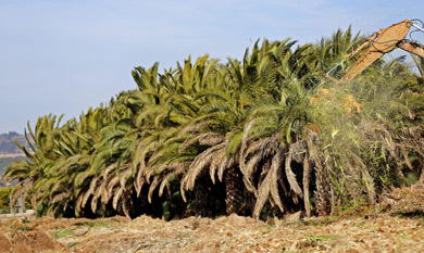 Una mquina excavadora destruye las palmeras de la firma Subtropical. | Efe