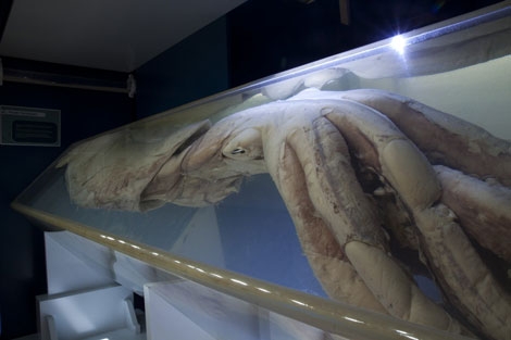 Museo del Calamar Gigante en Luarca. | CEPESMA