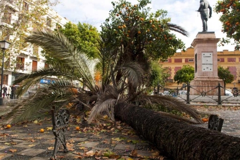 Una palmera abatida por el viento en la plaza de la Gavidia en Sevilla. | Ral Caro