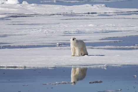 Un oso polar afectado por el deshielo en el rtico. | Geir Wing Gabrielsen