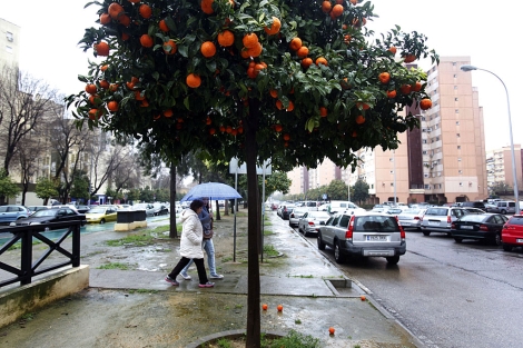 Naranjos con el fruto listo para ser recolectado en las calles de Sevilla. | E. Lobato