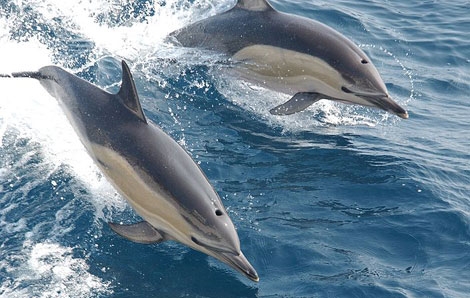 Una pareja de delfines surca las olas. | NOAA