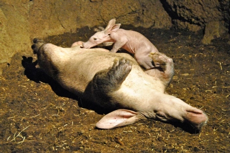 Imagen del cerdo hormiguero recién nacido junto a su madre. | Bioparc