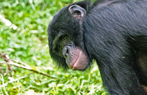 Ejemplar de bonobo hembra en un refugio. | Kabir Bakie