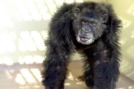 Un chimpancé en un laboratorio de EEUU. | El Mundo