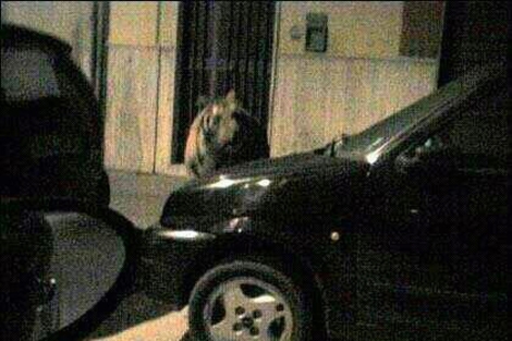 Esta imagen del supuesto felino en las calles de Castellón ha movilizado a la policía.