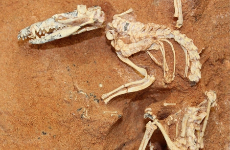 Fósil del mamífero del Cretácico encontrado en 1994. | AMNH/ S. Goldberg, M. Novacek