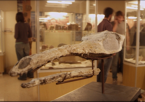 Crneo del cocodrilo marino en la Universidad de Zaragoza.| Aragosaurus-IUCA