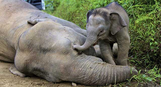 Una cra de tres meses intenta despertar a su madre, uno de los 14 elefantes hallados muertos en Borneo. | Sabah Wildlife/ AFP