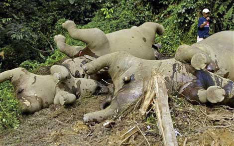 Los cadveres de algunos de los 10 elefantes hallados muertos el 29 de enero. | AFP