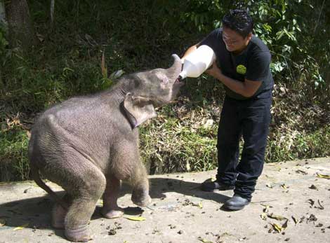Un empleado del zoo Lok Kawi da una garrafa de leche al elefante hurfano. | Efe/Sabah Wildlife.