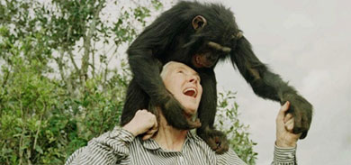 Jane Goodall juega con un chimpanc en un refugio en Nairobi. | JM Bouju