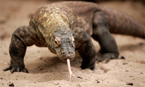Un ejemplar de dragón de Komodo. |Dave Thompson