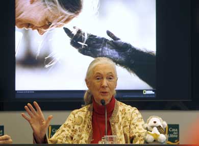 Jane Goodall, durante su visita a Espaa. | Reuters