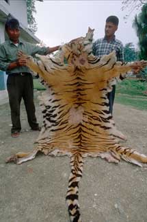 Piel de tigre en Nepal. | WWF