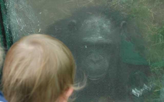 Un niño ante un chimpancé en el Zoo de Colywn Bay (Gales, Reino Unido). | EM