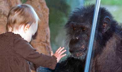 Un nio ante un chimpanc en el Zoo de Houston. | EM