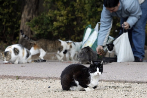 Valencia creará un censo de alimentadores para controlar las colonias de  gatos | Valencia | elmundo.es