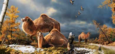 Recreacin artstica de los camellos del rtico. | Nature