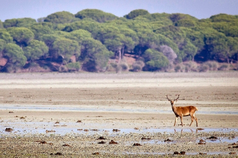 Un ciervo pasea por las marismas de Doñana. | Julián Pérez