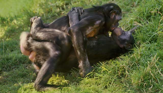 Encuentro sexual entre dos hembras de bonobo. | Corbis