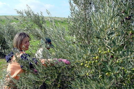 Una jornalera recoge las aceitunas de un olivo. | Manuel Cuevas