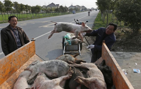 Un trabajador carga el cadáver de un cerdo muerto, a las afueras de Shangái. | Reuters