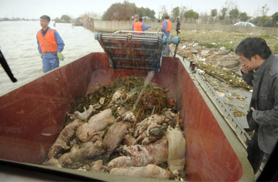 Trabajadores del gobierno chino recogiendo cadveres de cerdos. | AFP