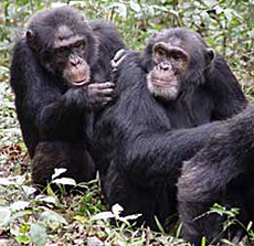 Una 'red social' de chimpancs. | El Mundo