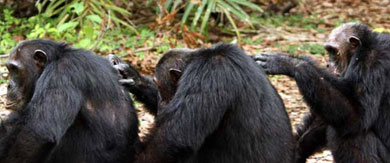 Una 'red social' de chimpancs. | El Mundo