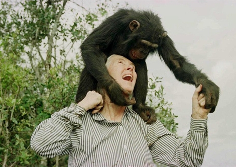 Jane Goodall juega con un chimpancé en un refugio al norte de Nairobi. | Jean-Marc Bouju