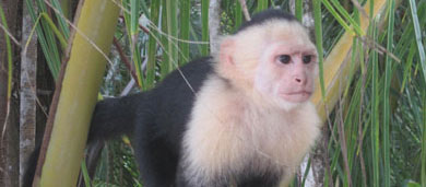 Un mono capuchino en Costa Rica. | Reserva Playa Tortuga