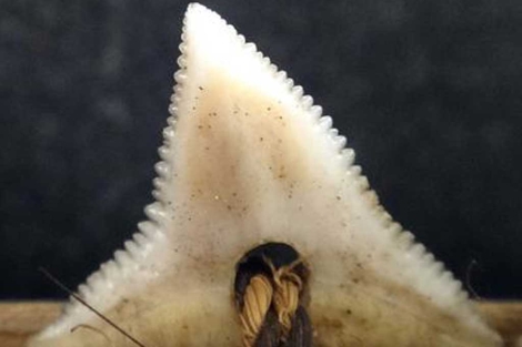 Dentadura de un tiburn de la especie 'C. obscurus'. | Drew/Philipp.