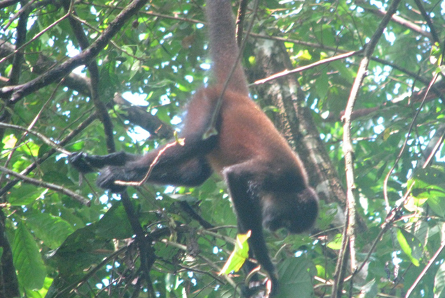 Un mono araña en el Parque Nacional de Corcovado (Costa Rica). | Pablo Herreros