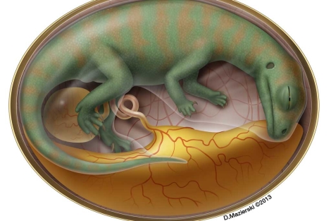 Reconstruccin de un embrin de 'Lufengosaurus' dentro del huevo.| D. Mazierski