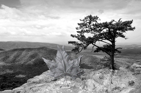 Árbol de las montañas en blanco y negro, obra de Azahara Márquez.