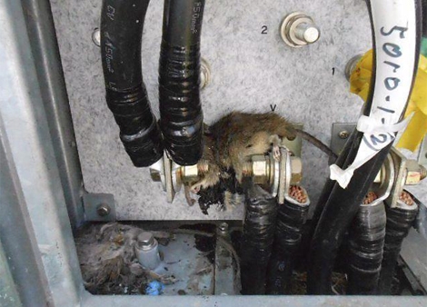 Dos ratas muertas dentro de un transformador externo del sistema de refrigeracin. | Efe