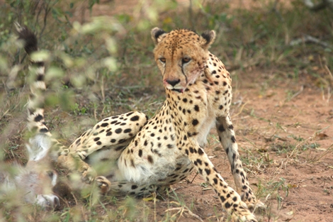Un guepardo en el Parque Kgalagadi (Sudfrica). | Javier Brandoli