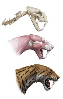 Fsil del crneo y recreacin del aspecto de un tigre con dientes de sable.| CSIC
