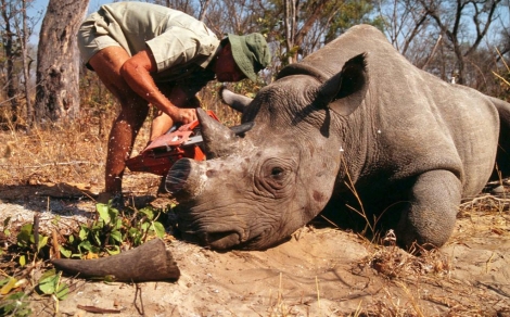 Hombre corta con una motosierra el cuerno de un rinoceronte. | WWF