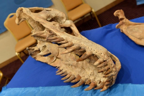 Uno de los fsiles del 'Tyrannosaurus Bataar'.| AFP