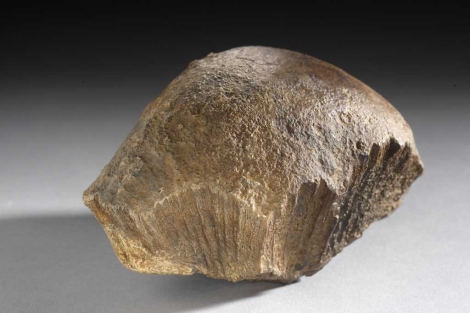 Fósil del cráneo hallado en 2008. | Royal Ontario Museum