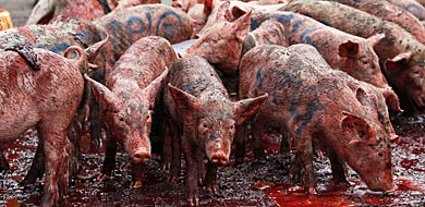 Los cerdos, ante el Parlamento de Kenia. | Reuters