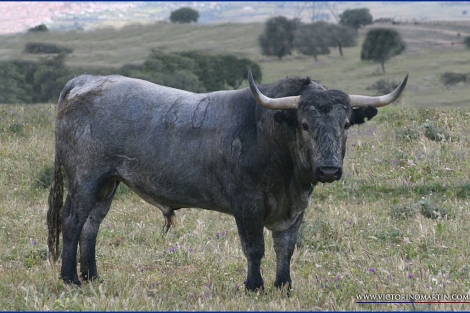 Uno de los seis toros de Victorino que lidiar Talavante