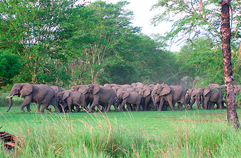 Manada de elefantes en el Parque de Gorongosa | Javier Brandoli