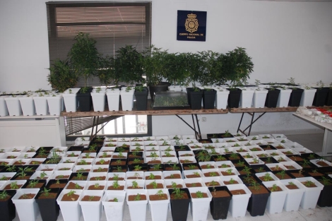 Plantas intervenidas por la Polica en Orihuela. | E.M.